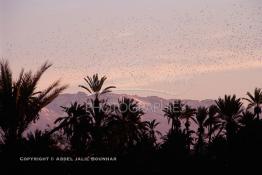 Image du Maroc Professionnelle de  un fabuleux coucher du soleil aux couleur jaune arrangé, avec un magnifique spectacle offert par des milliers d'oiseaux qui envahissent l’horizon au milieu des palmiers de la palmeraie de Marrakech, juste avant le développement de l'urbanisme de Marrakech, qui a impliqué un très vaste programme croissant de construction. Lundi 19 Août 1997. Youssef ben Tachfine des Almoravides avait crée cette vaste palmeraie sous forme d'oasis irriguée par un réseau de canalisations ancestral souterrain khettara, pour exploiter les nappes phréatiques locales. Ce havre de paix peut être visité en voiture, ou à dos de chameau. (Photo / Abdeljalil Bounhar) 